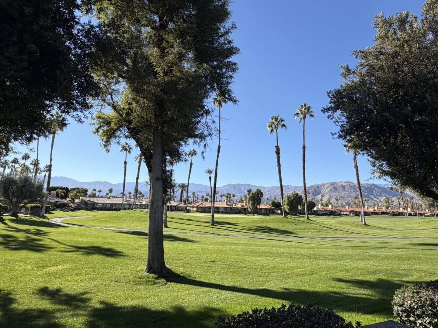 Sunny park with scattered trees and palm trees under a clear blue sky.