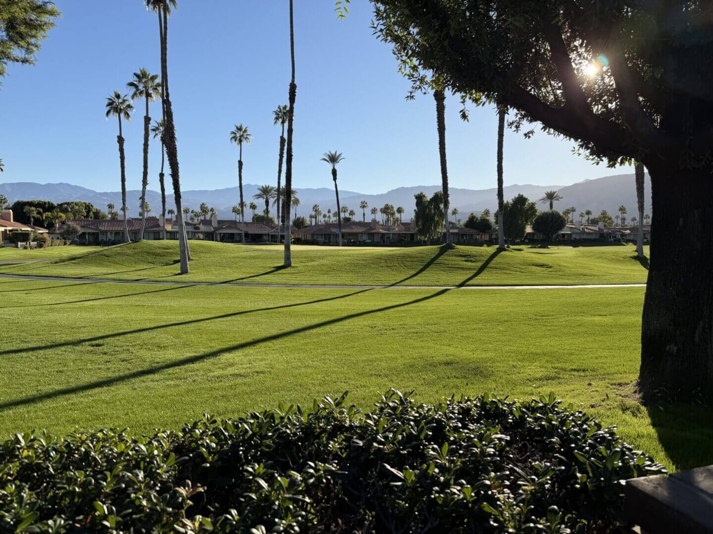 Sunny golf course with palm trees and mountain backdrop.